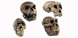 Genetic Study reveals the hidden truth of human evolution