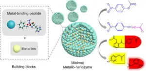 कृत्रिम एंज़ाइम की दुनिया में भारत की बड़ी खोज: Metallo-Nanozymes से कंट्रोल होगा Cellular Energy